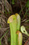 Hooded pitcherplant